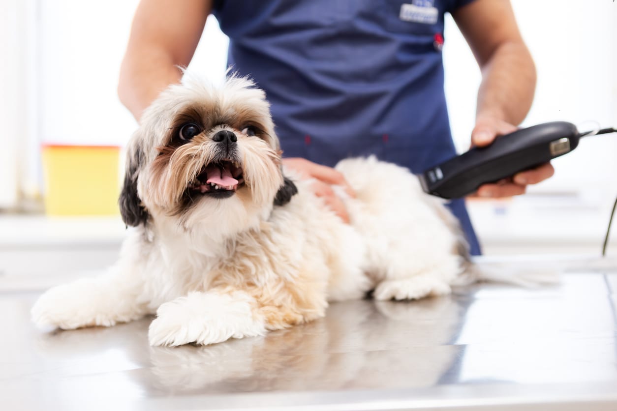 Frizeria canină: ce beneficii aduce tunderea blănii acestor animale iubite