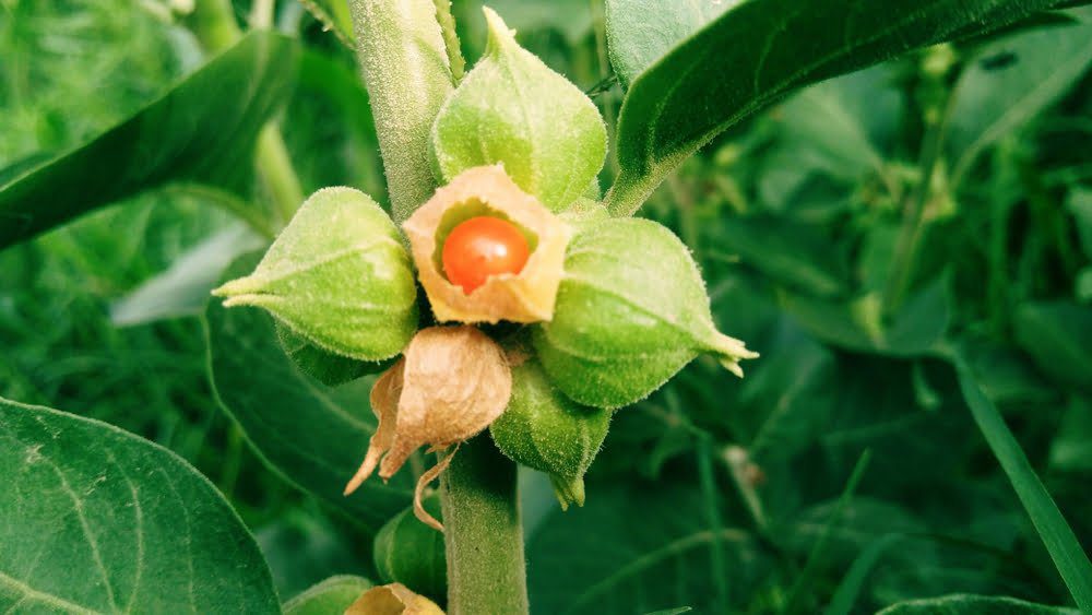 Despre Ashwagandha sau ginsengul indian