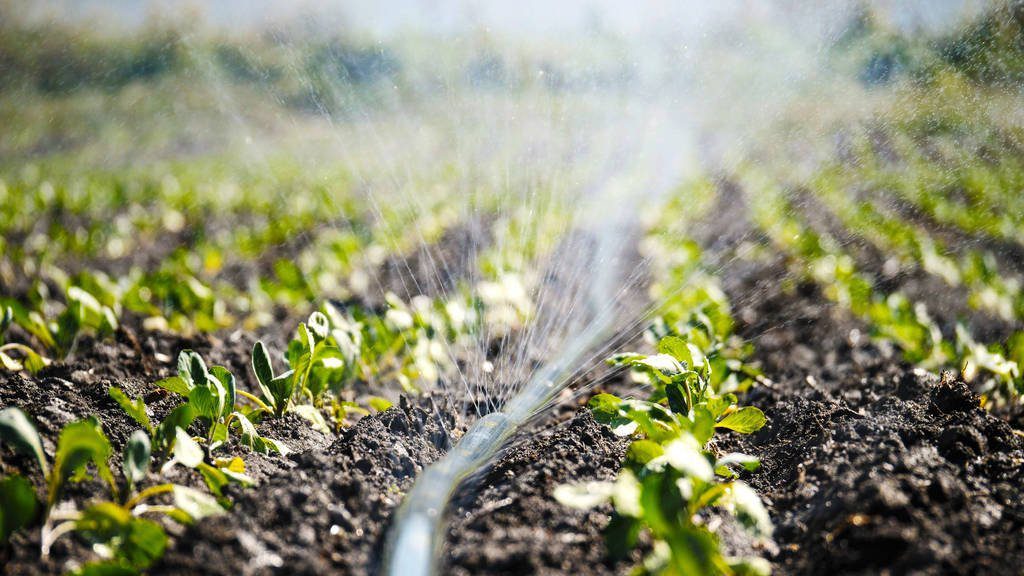 Cum să alegem pompa potrivită pentru irigații in agricultura