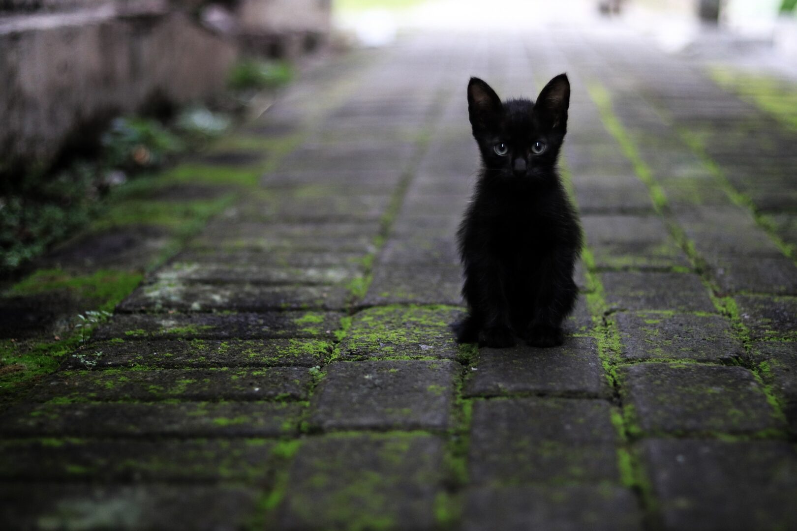 Ai găsit un animal abandonat? Iată ce să ai în vedere