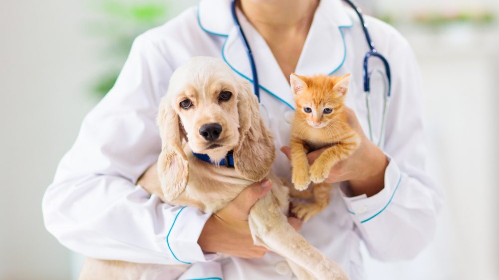 Boli comune la animalele de companie: când este momentul pentru o vizită la veterinar?
