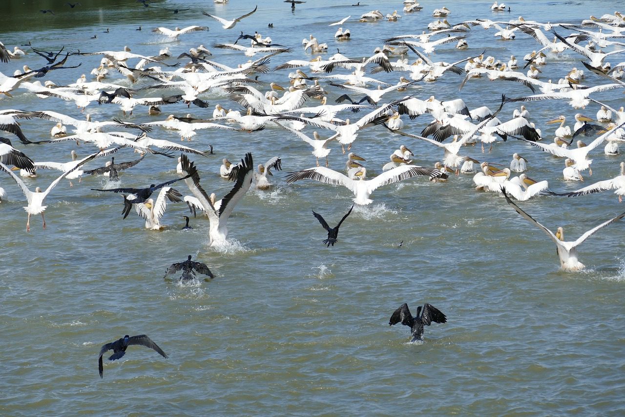 Sfaturi pentru pescuit in Delta Dunarii
