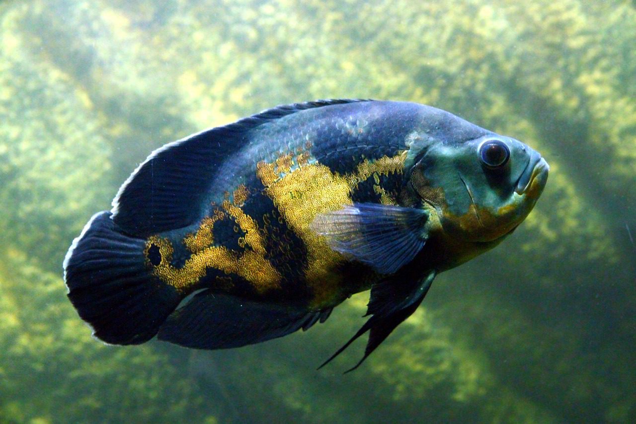 Scara B – actori