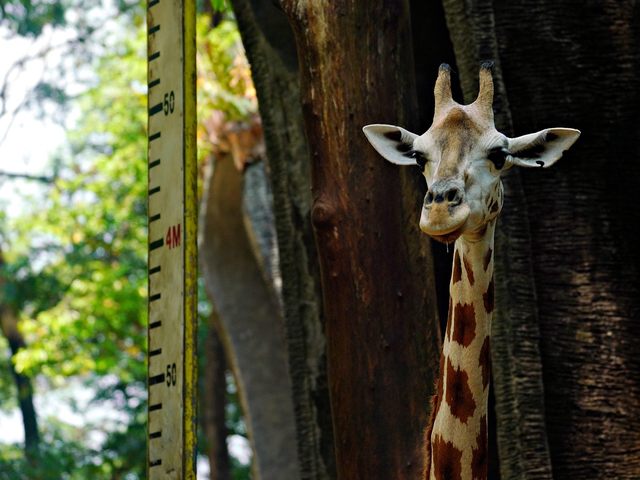 nicole kidman inaltime