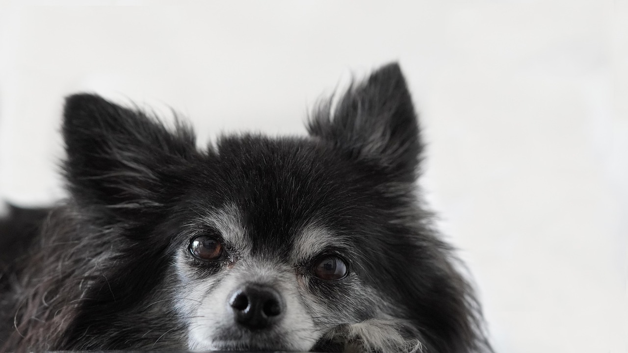 distributia din ahsoka